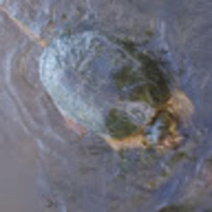 Meet your Posher, Cody